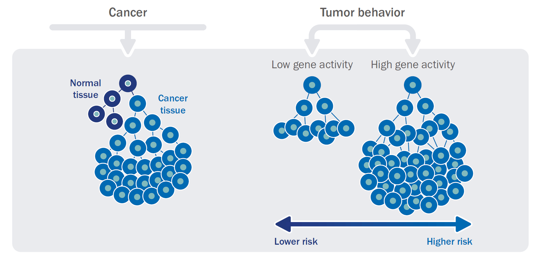 EndoPredict combines this genomic fingerprint of your individual breast cancer
with measurements, like tumor size and the number of positive lymph nodes.